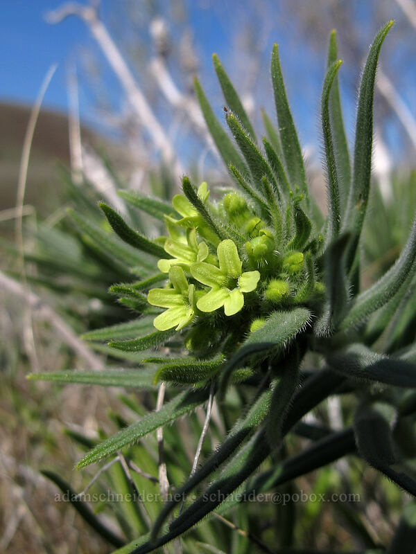 Columbia puccoon (Lithospermum ruderale) [Riverview Trail, Deschutes River State Recreation Area, Sherman County, Oregon]