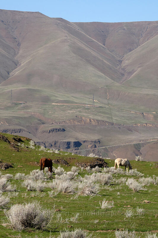 horses [Old Moody Road, Wasco County, Oregon]