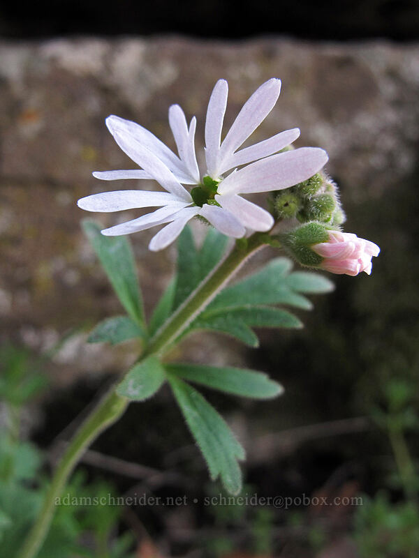 woodland star (Lithophragma sp.) [Lyle Cherry Orchard Trailhead, Klickitat County, Washington]