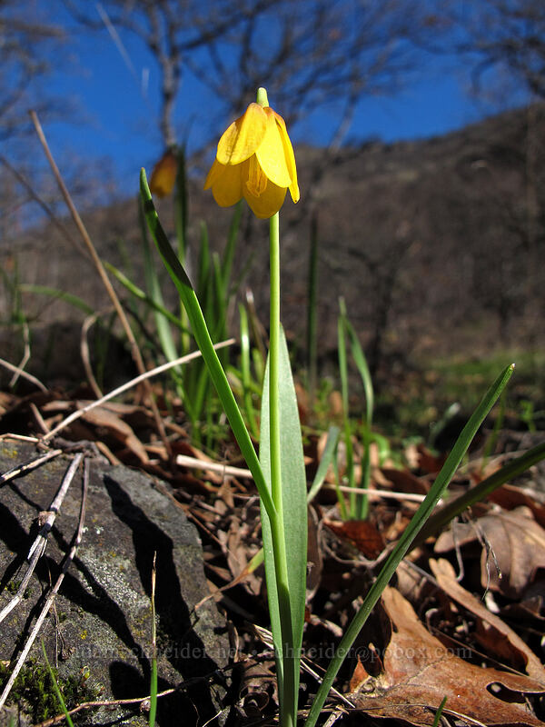 yellow bells (Fritillaria pudica) [Lyle Cherry Orchard Trail, Klickitat County, Washington]