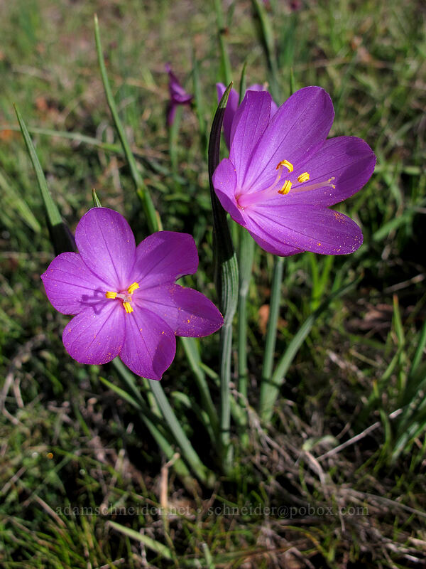 grass widows (Olsynium douglasii) [Lyle Cherry Orchard Trail, Klickitat County, Washington]