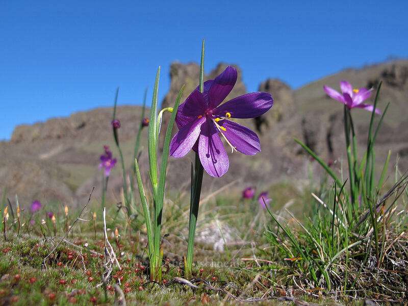 grass widows (Olsynium douglasii) [east of Lyle, Klickitat County, Washington]