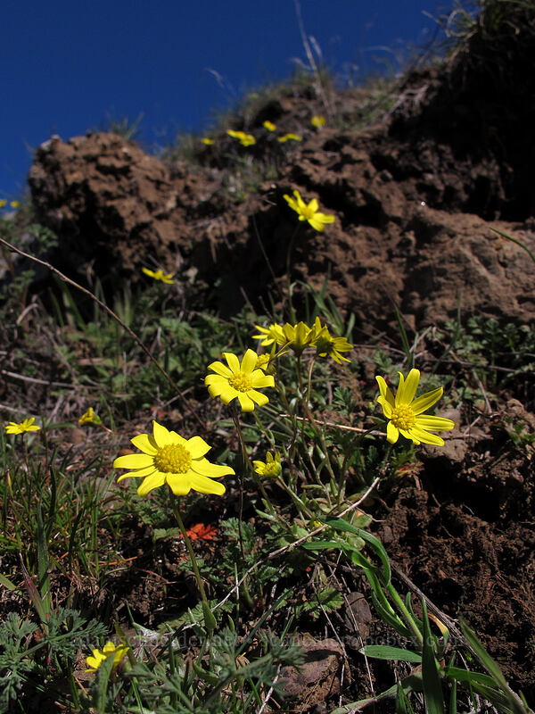 gold stars (Crocidium multicaule) [Lyle Cherry Orchard Trail, Klickitat County, Washington]