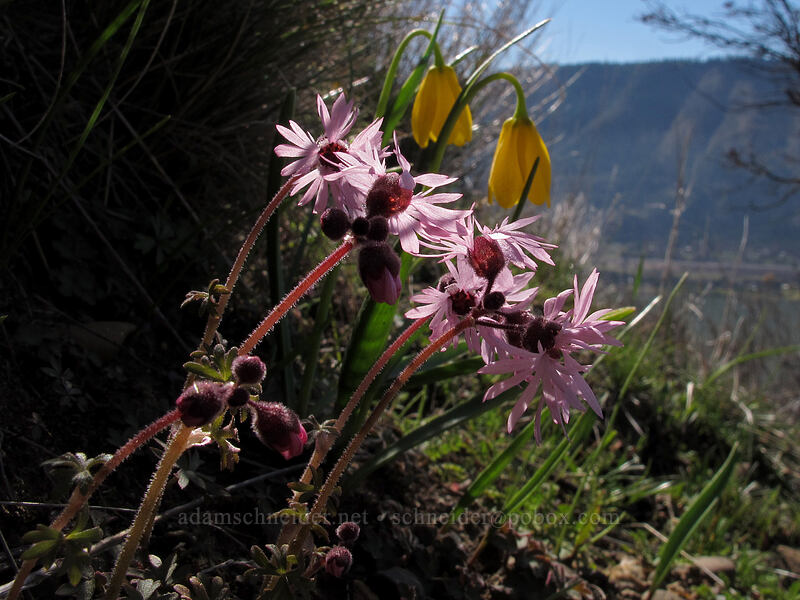 prairie stars & yellow bells (Lithophragma glabrum, Fritillaria pudica) [Lyle Cherry Orchard Trail, Klickitat County, Washington]