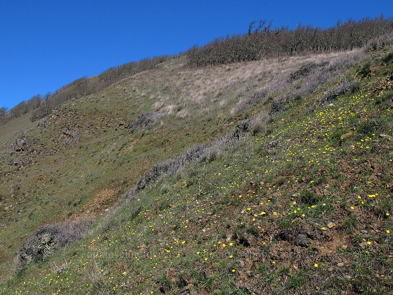 gold stars (Crocidium multicaule) [Lyle Cherry Orchard Trail, Klickitat County, Washington]