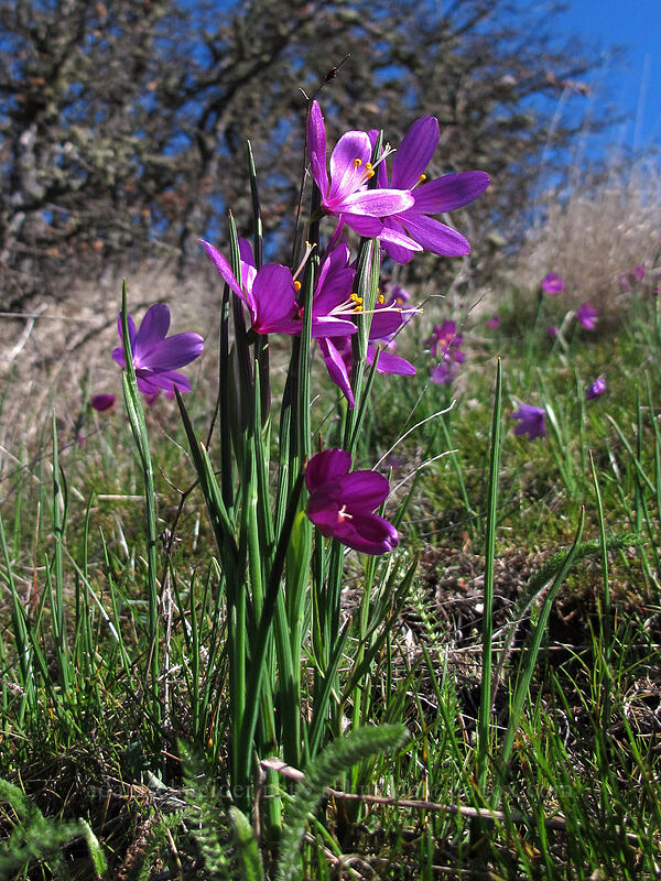grass widows (Olsynium douglasii) [Lyle Cherry Orchard Trail, Klickitat County, Washington]