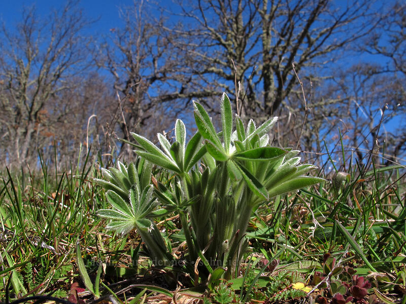 lupine leaves (Lupinus sp.) [east of Lyle, Klickitat County, Washington]
