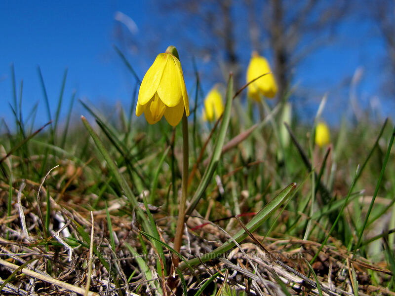 yellow bells (Fritillaria pudica) [east of Lyle, Klickitat County, Washington]