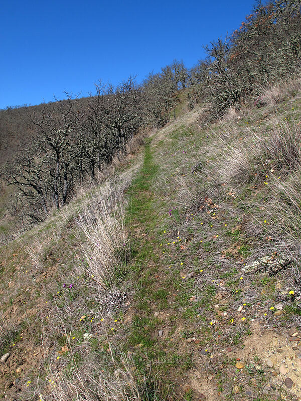 deer trail [east of Lyle, Klickitat County, Washington]