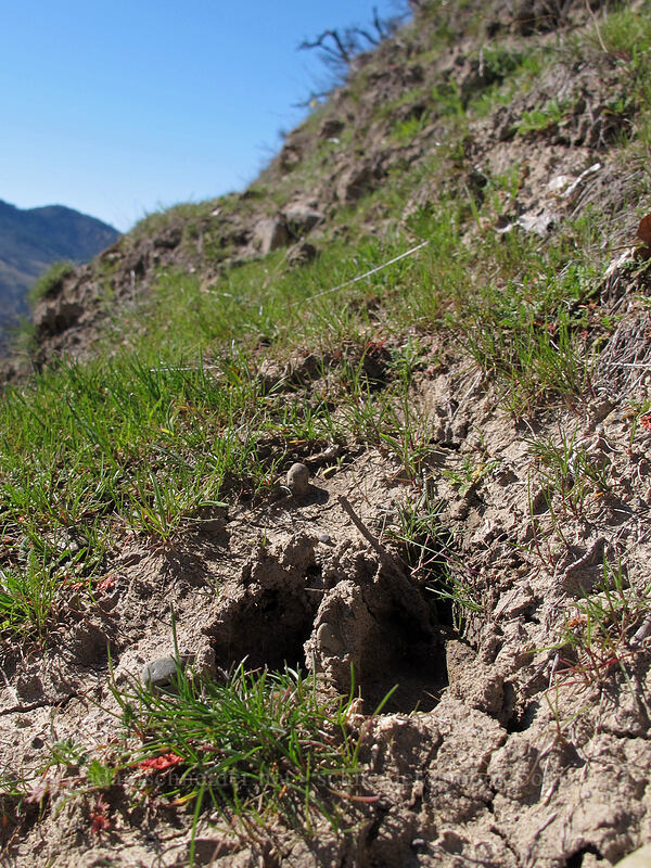 hoof print [east of Lyle, Klickitat County, Washington]