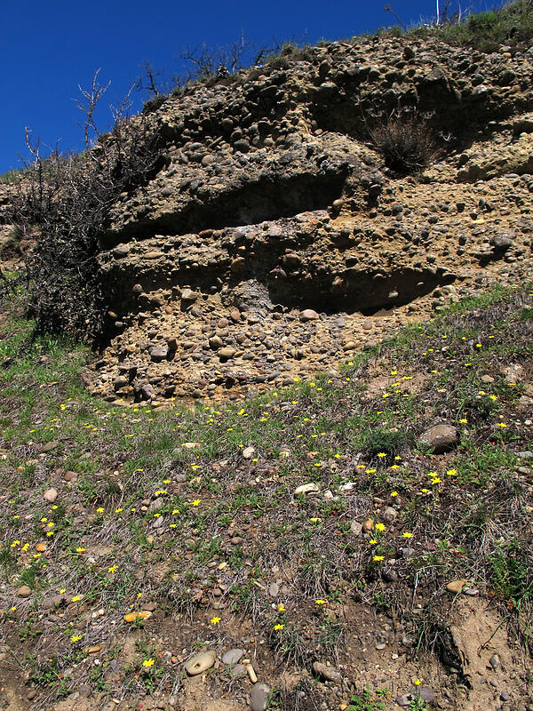 gold stars & Missoula Flood deposits (Crocidium multicaule) [east of Lyle, Klickitat County, Washington]
