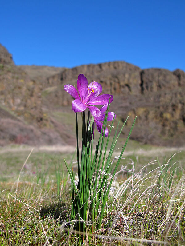 grass widows (Olsynium douglasii) [Lyle Convict Road, Klickitat County, Washington]
