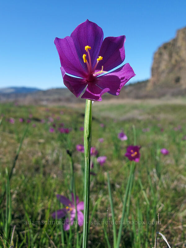 grass widows (Olsynium douglasii) [Lyle Convict Road, Klickitat County, Washington]