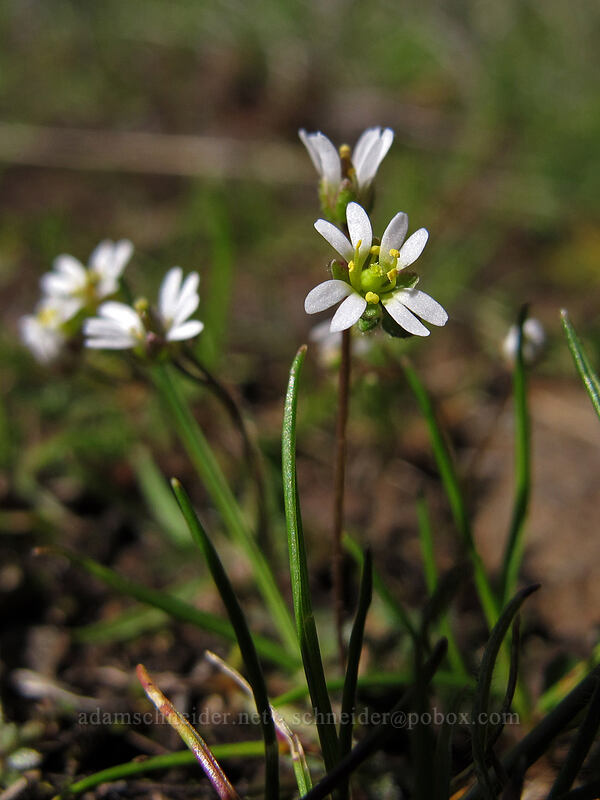 spring whitlow-grass (Draba verna) [Lyle Convict Road, Klickitat County, Washington]