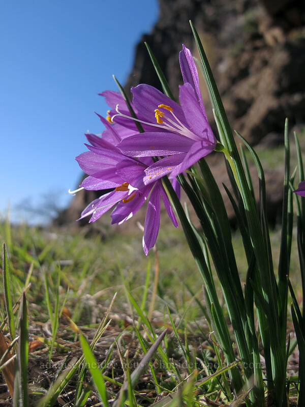 grass widows (Olsynium douglasii) [Lyle Convict Road, Klickitat County, Washington]