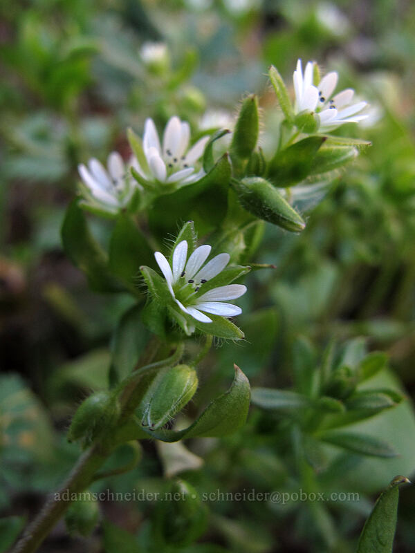 common chickweed (Stellaria media) [Lyle Cherry Orchard Trailhead, Klickitat County, Washington]