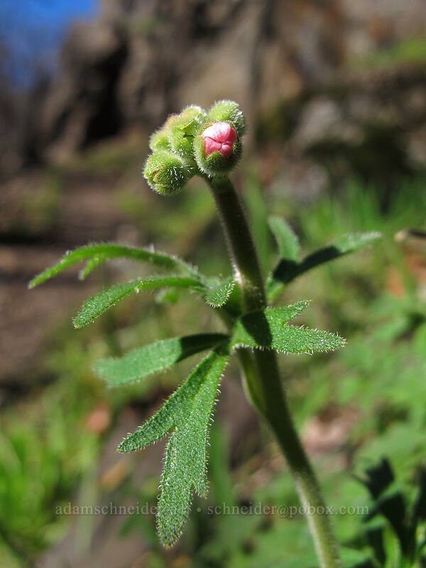 woodland star, budding (Lithophragma sp.) [Lyle Cherry Orchard Trailhead, Klickitat County, Washington]
