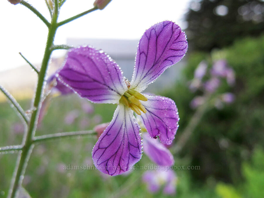 wild radish (Raphanus sativus) [Soberanes Canyon Trail, Garrapata State Park, Monterey County, California]