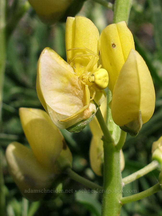 yellow spider on a yellow lupine (Misumena vatia, Lupinus arboreus) [Soberanes Canyon Trail, Garrapata State Park, Monterey County, California]