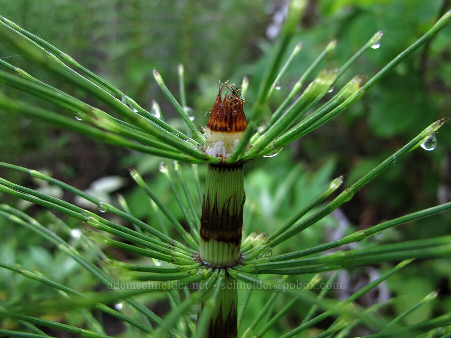 giant horsetails (Equisetum telmateia ssp. braunii) [Soberanes Canyon Trail, Garrapata State Park, Monterey County, California]