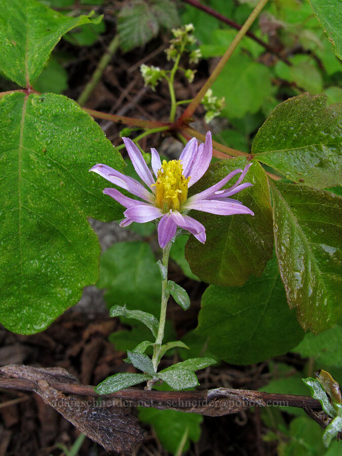 California sand-aster & poison-oak (Corethrogyne filaginifolia (Lessingia filaginifolia), Toxicodendron diversilobum (Rhus diversiloba)) [Soberanes Canyon Trail, Garrapata State Park, Monterey County, California]