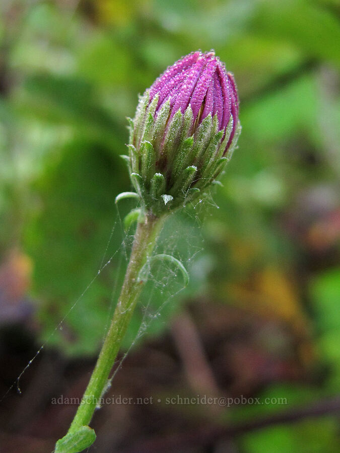 California sand-aster, budding (Corethrogyne filaginifolia (Lessingia filaginifolia)) [Soberanes Canyon Trail, Garrapata State Park, Monterey County, California]