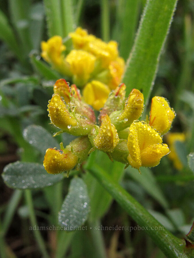 deerweed (California broom) (Acmispon glaber (Lotus scoparius)) [Soberanes Canyon Trail, Garrapata State Park, Monterey County, California]