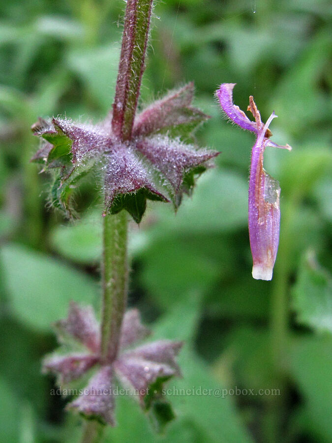 California hedge-nettle, suspended in mid-air (Stachys bullata) [Soberanes Canyon Trail, Garrapata State Park, Monterey County, California]