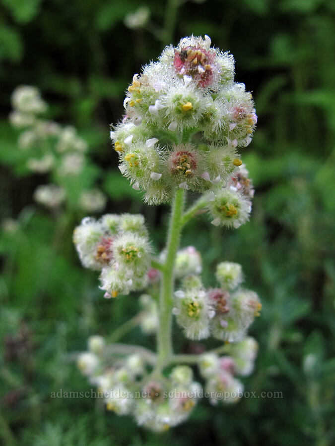 seaside alumroot (Heuchera pilosissima) [Soberanes Canyon Trail, Garrapata State Park, Monterey County, California]