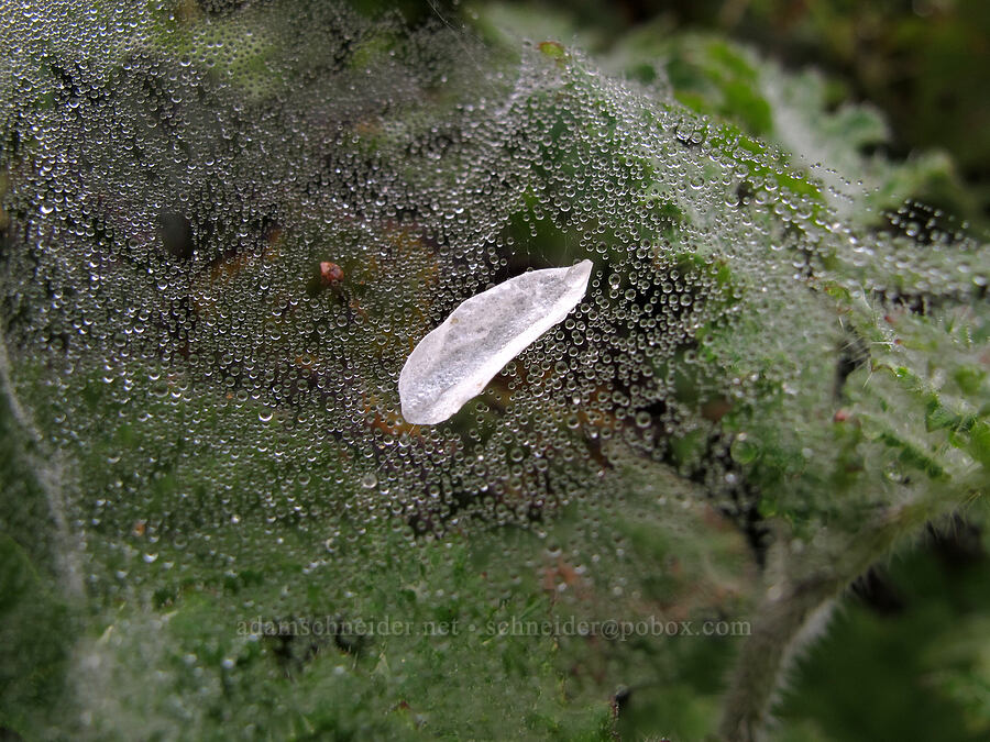 blackberry petal caught in a spider web [Soberanes Canyon Trail, Garrapata State Park, Monterey County, California]