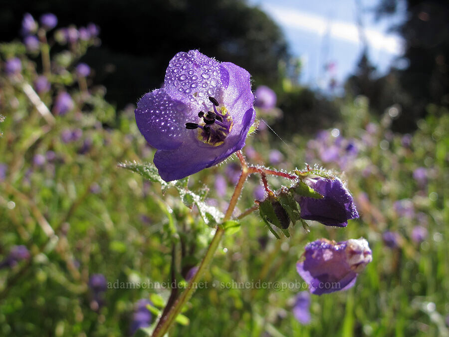 blue fiesta flower (Pholistoma auritum) [Soberanes Canyon Trail, Garrapata State Park, Monterey County, California]