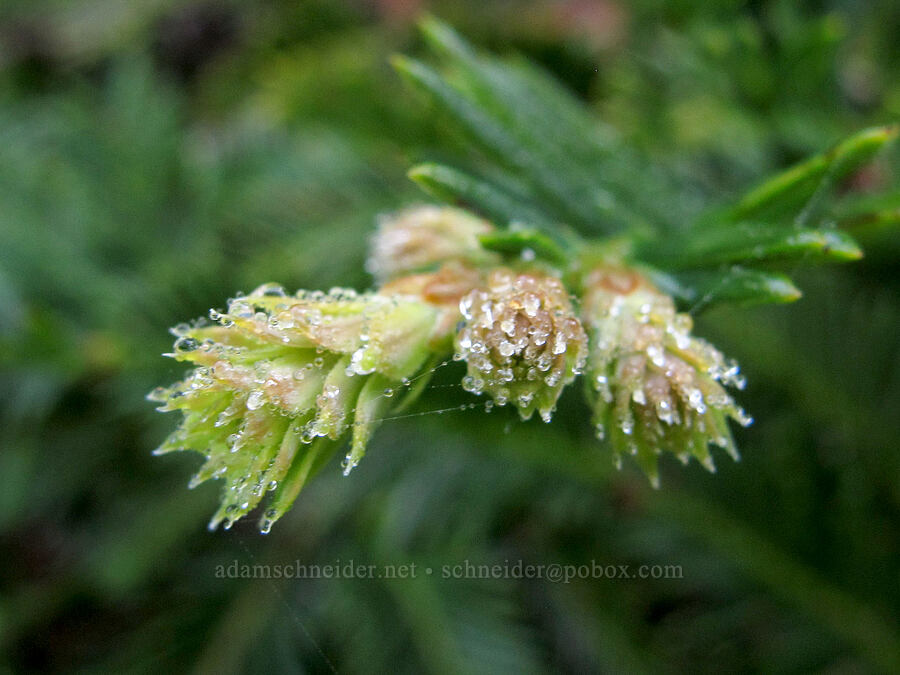 new growth on a redwood (Sequoia sempervirens) [Soberanes Canyon Trail, Garrapata State Park, Monterey County, California]