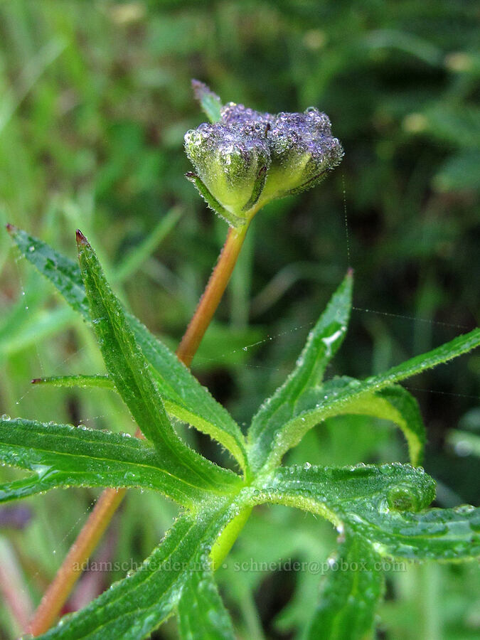 spreading larkspur, budding (Delphinium patens) [Soberanes Canyon Trail, Garrapata State Park, Monterey County, California]