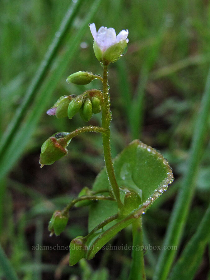 miner's lettuce (Claytonia perfoliata (Montia perfoliata)) [Soberanes Canyon Trail, Garrapata State Park, Monterey County, California]