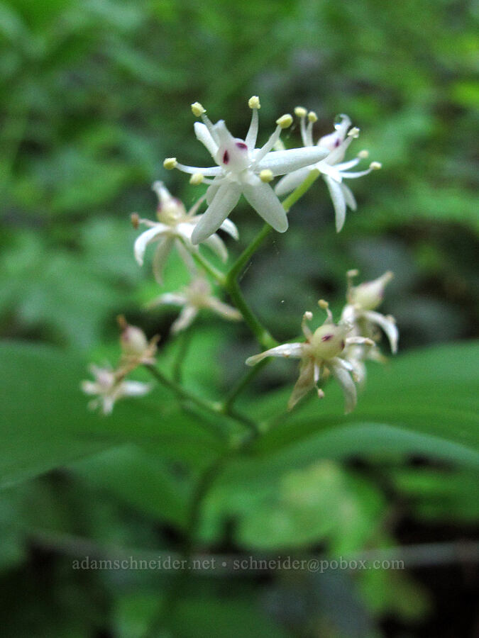 starry false solomon's-seal (Maianthemum stellatum) [Soberanes Canyon Trail, Garrapata State Park, Monterey County, California]