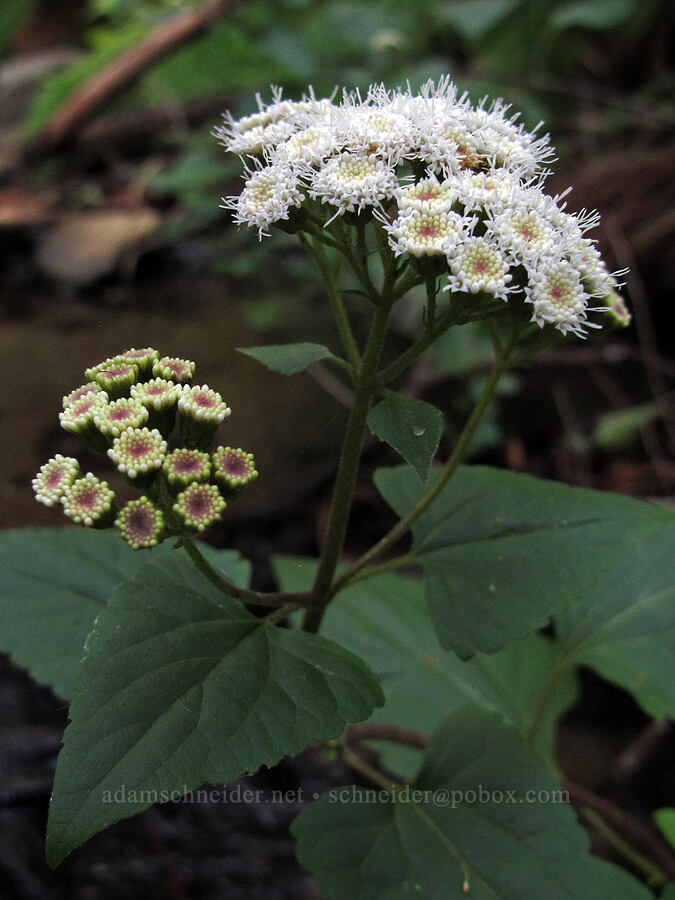 sticky snakeroot (Ageratina adenophora (Eupatorium adenophorum)) [Soberanes Canyon Trail, Garrapata State Park, Monterey County, California]