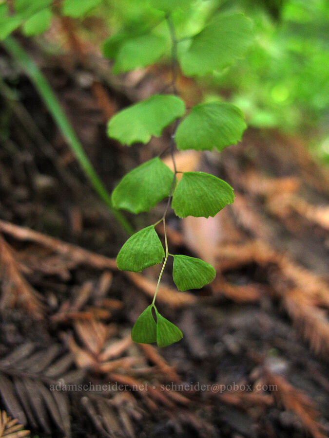 California maidenhair fern (Adiantum jordanii) [Soberanes Canyon Trail, Garrapata State Park, Monterey County, California]