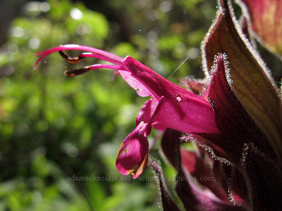 hummingbird sage / crimson sage (Salvia spathacea) [Soberanes Canyon Trail, Garrapata State Park, Monterey County, California]