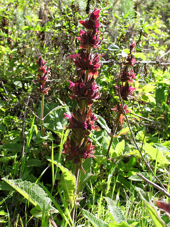 hummingbird sage / crimson sage (Salvia spathacea) [Soberanes Canyon Trail, Garrapata State Park, Monterey County, California]