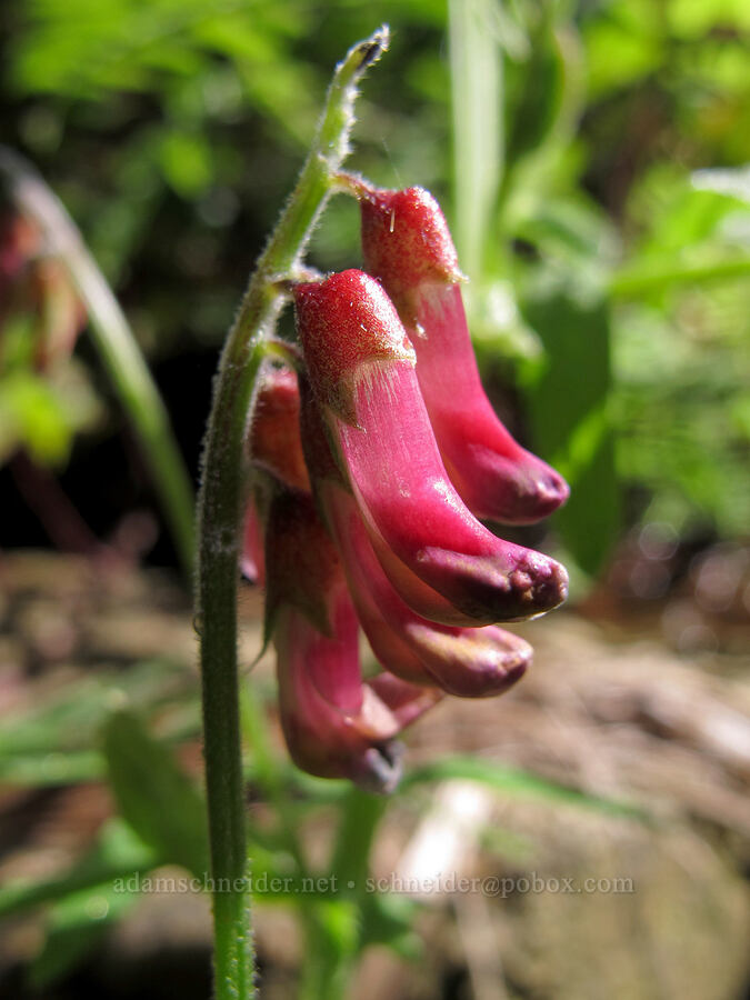 giant vetch (Vicia gigantea) [Soberanes Canyon Trail, Garrapata State Park, Monterey County, California]