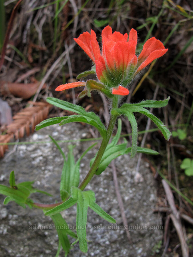 coast paintbrush (Castilleja affinis) [Soberanes Canyon Trail, Garrapata State Park, Monterey County, California]