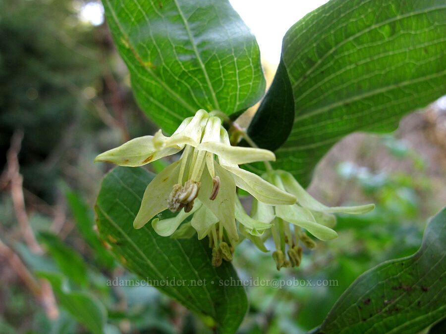 Hooker's fairy bells (Prosartes hookeri (Disporum hookeri)) [Soberanes Canyon Trail, Garrapata State Park, Monterey County, California]