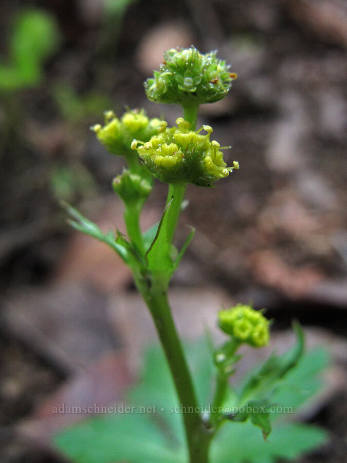coast sanicle (Sanicula laciniata) [Soberanes Canyon Trail, Garrapata State Park, Monterey County, California]