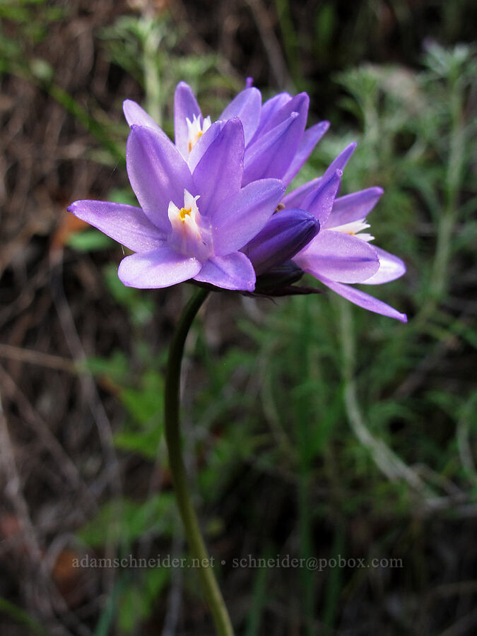 blue dicks (Dipterostemon capitatus (Dichelostemma capitatum)) [Soberanes Canyon Trail, Garrapata State Park, Monterey County, California]