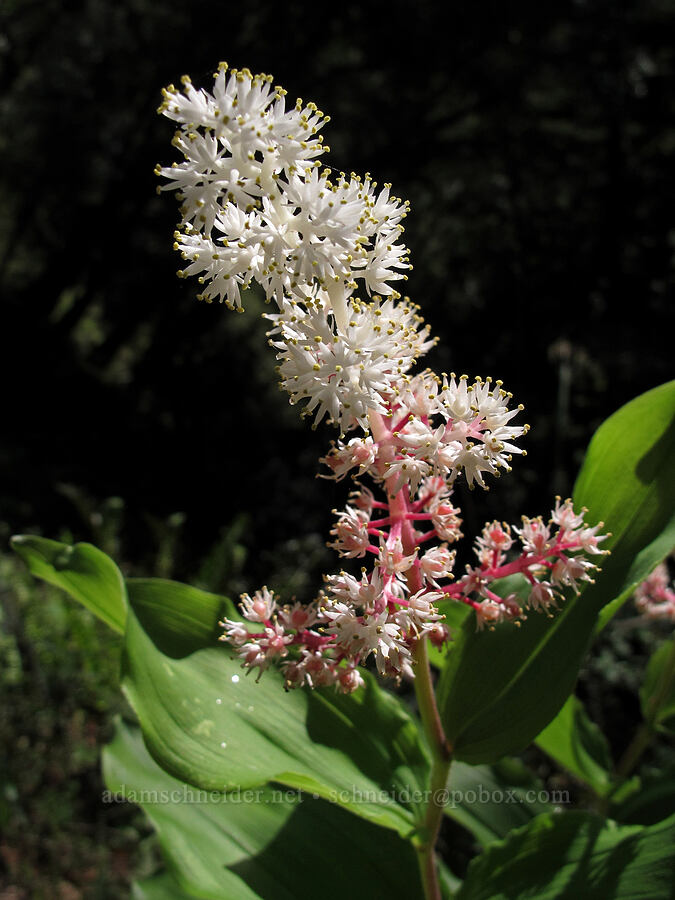 feathery false solomon's-seal (Maianthemum racemosum ssp. amplexicaule (Smilacina racemosa)) [Soberanes Canyon Trail, Garrapata State Park, Monterey County, California]