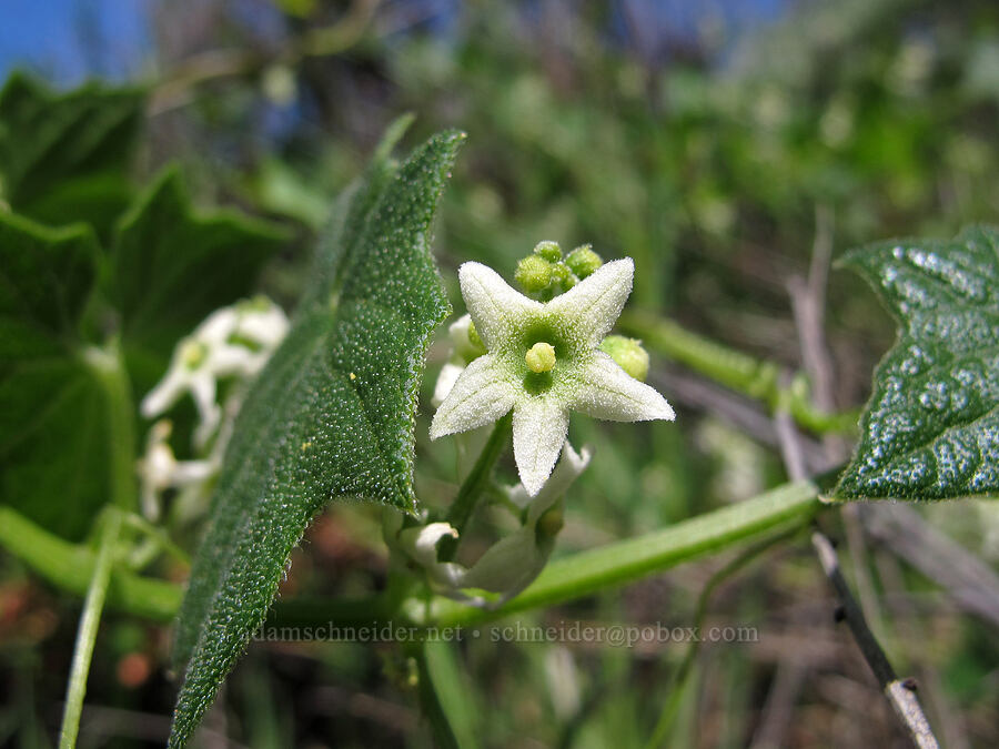 California man-root (Marah fabacea (Marah fabaceus)) [Rocky Ridge Trail, Garrapata State Park, Monterey County, California]