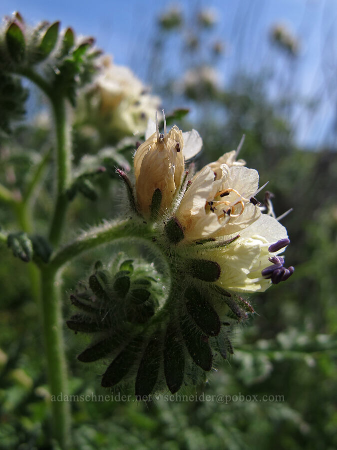 distant phacelia (Phacelia distans) [Rocky Ridge Trail, Garrapata State Park, Monterey County, California]