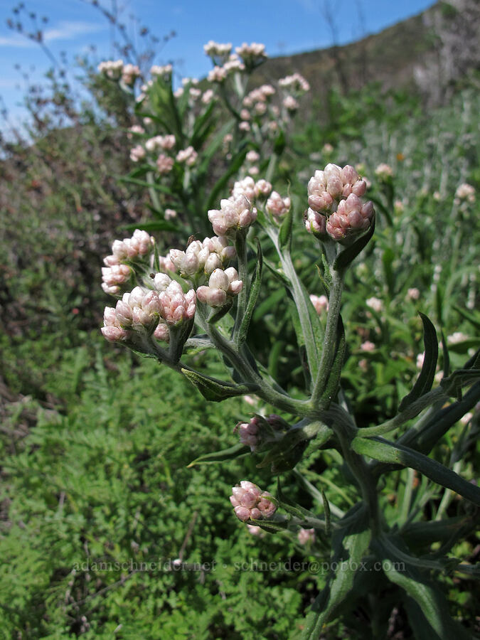 California cudweed (