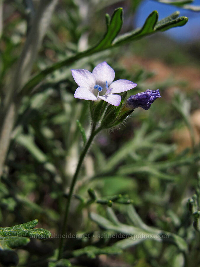 dense false gilia (Allophyllum gilioides (Gilia gilioides)) [Rocky Ridge Trail, Garrapata State Park, Monterey County, California]