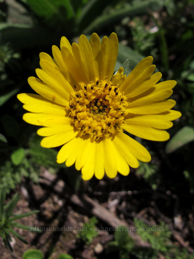 coastal tarweed (Deinandra corymbosa (Hemizonia corymbosa)) [Rocky Ridge Trail, Garrapata State Park, Monterey County, California]